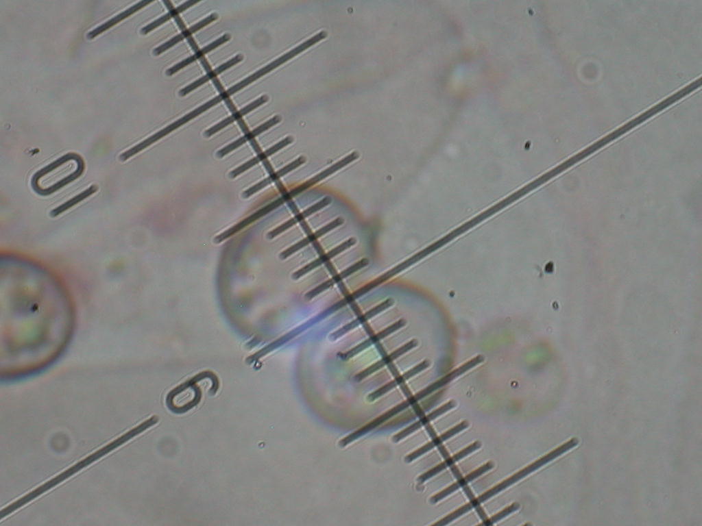 Oggi N�4... 12 Giugno 2010